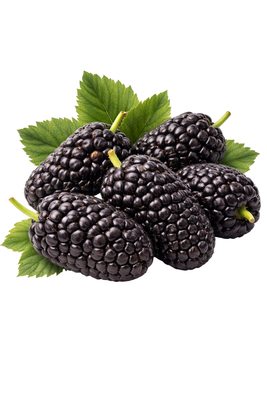 mulberry