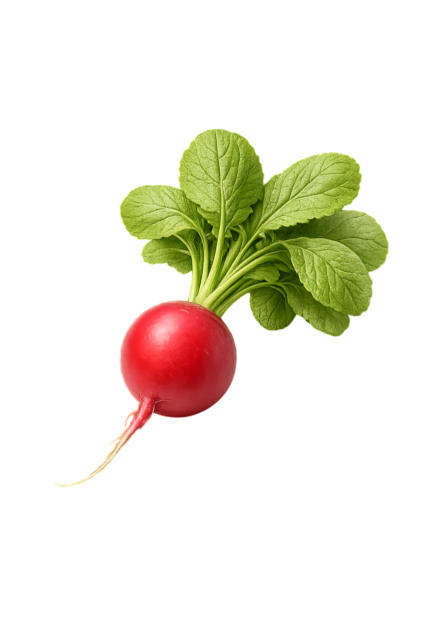 radish