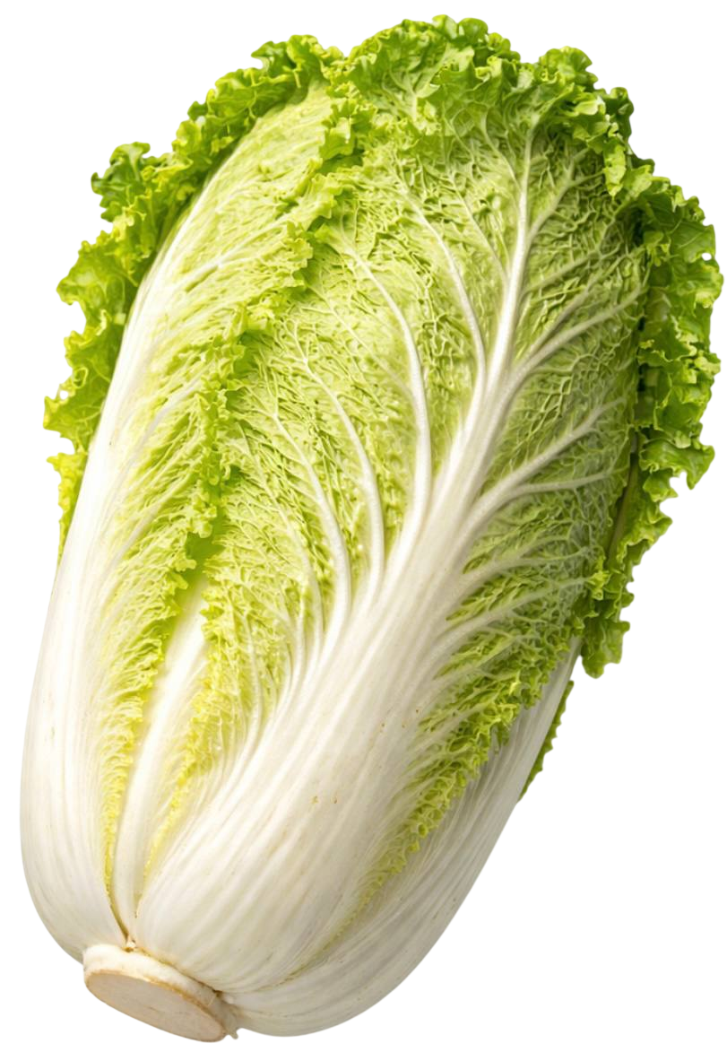 Chinese cabbage