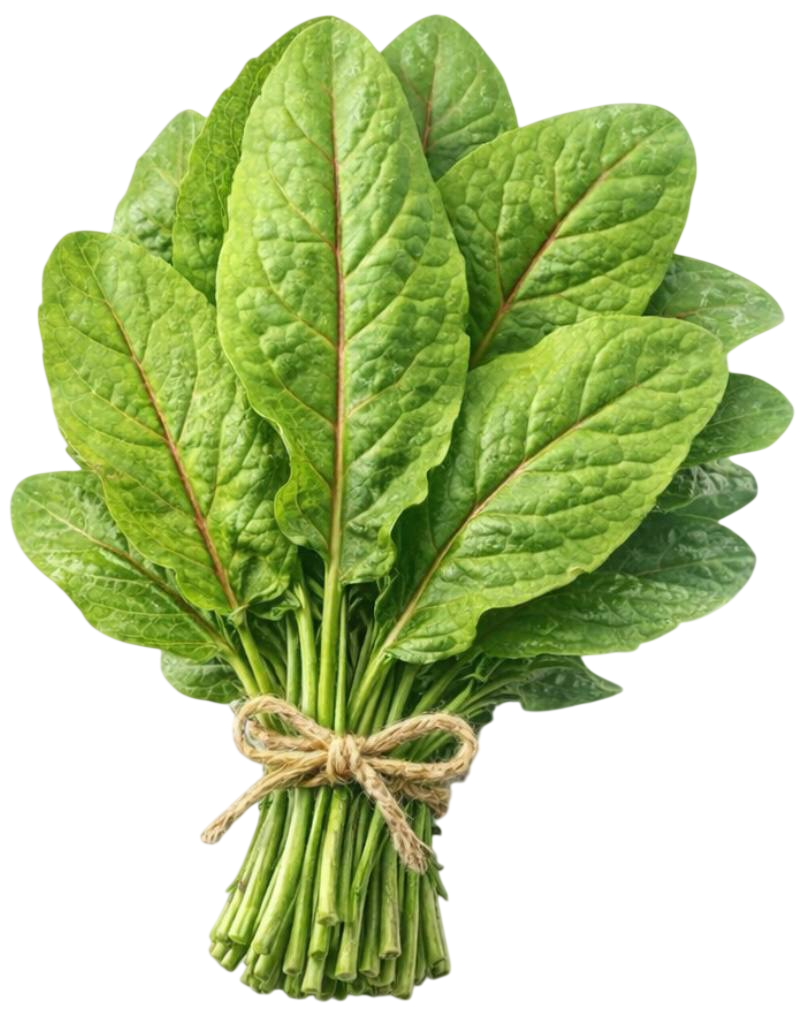sorrel