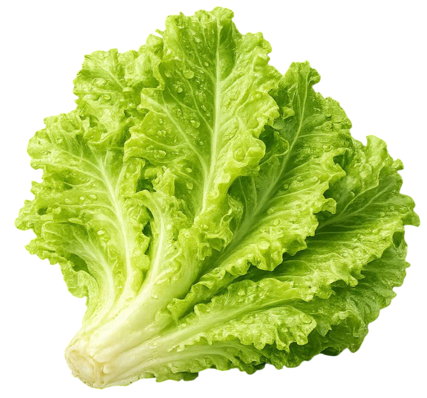 lettuce