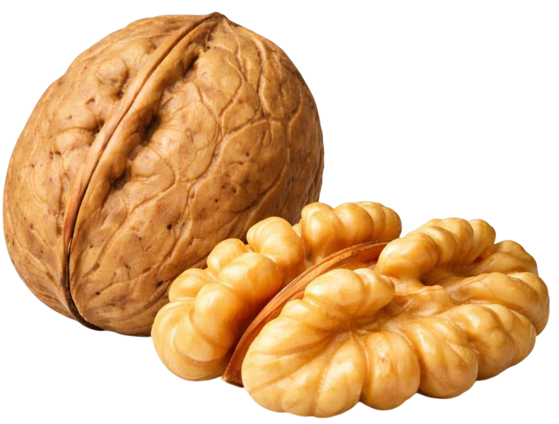 walnut