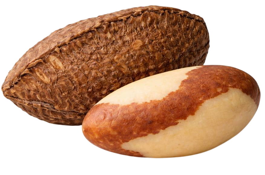 Brazil nut
