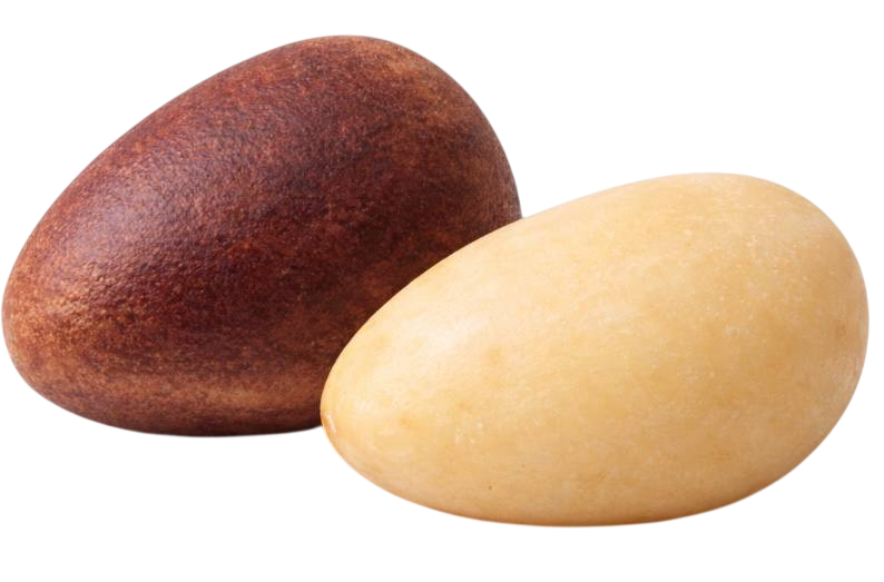 pine nut