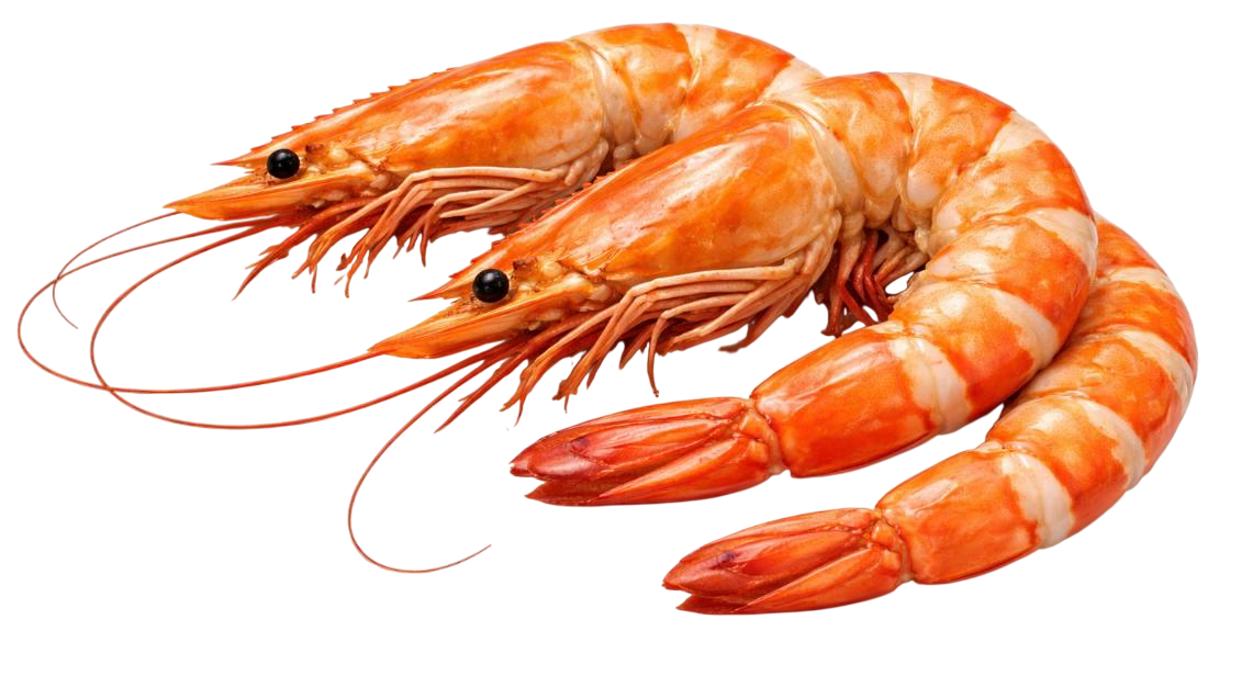 prawns