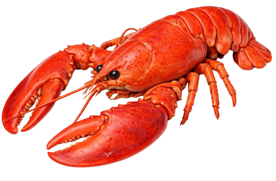 lobster