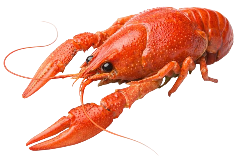 crayfish