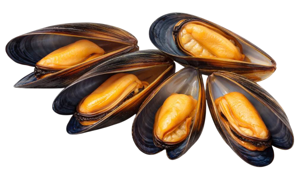 mussels