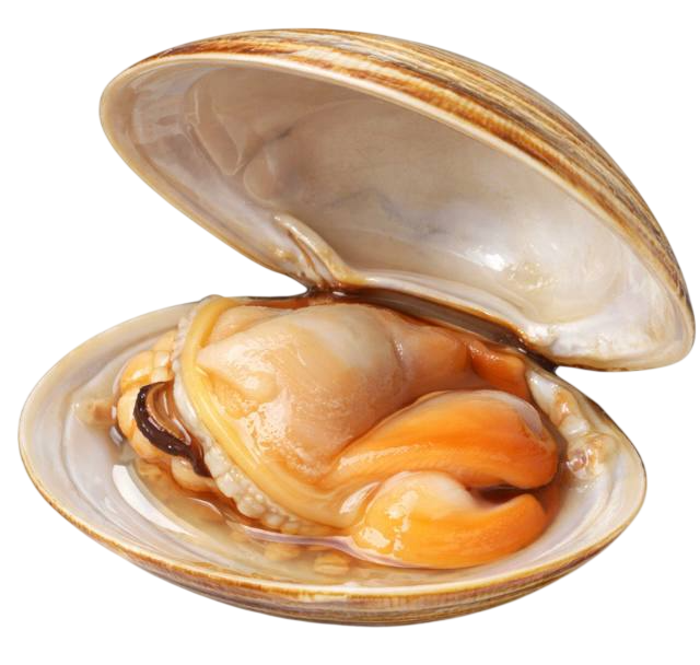 clam