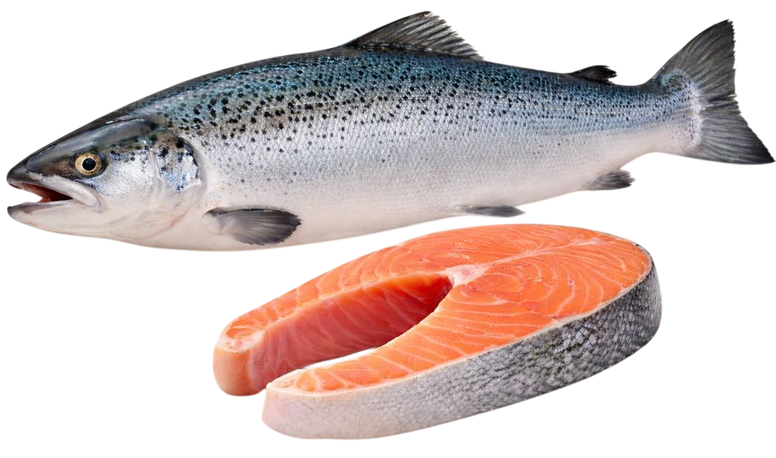 salmon