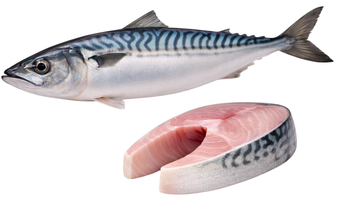 mackerel
