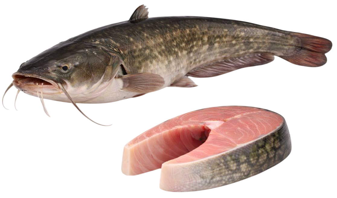 catfish