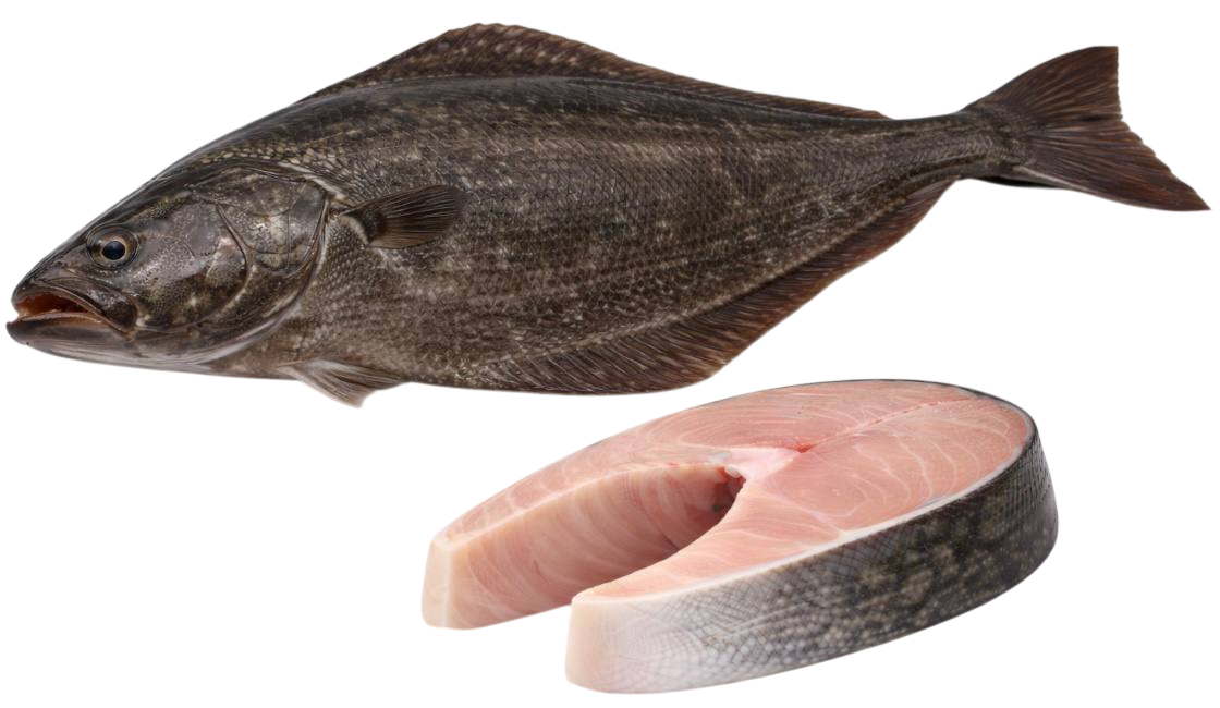 halibut