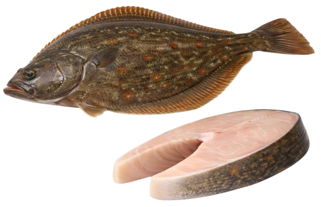 flounder