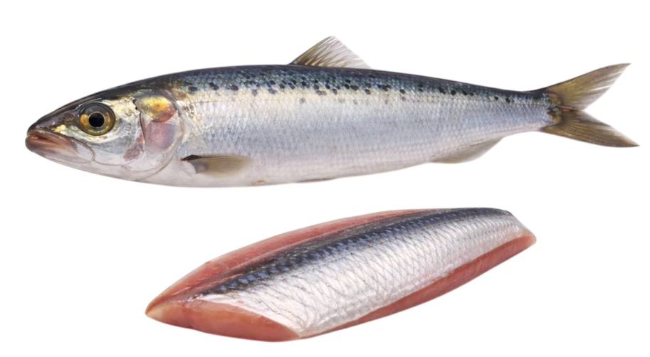 sardine