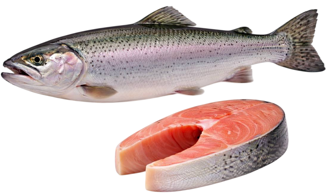 trout