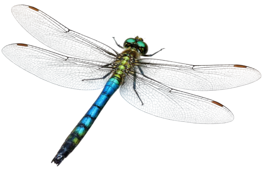 dragonfly
