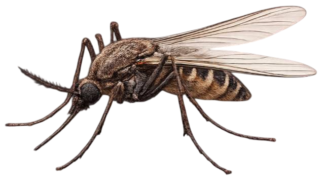 mosquito