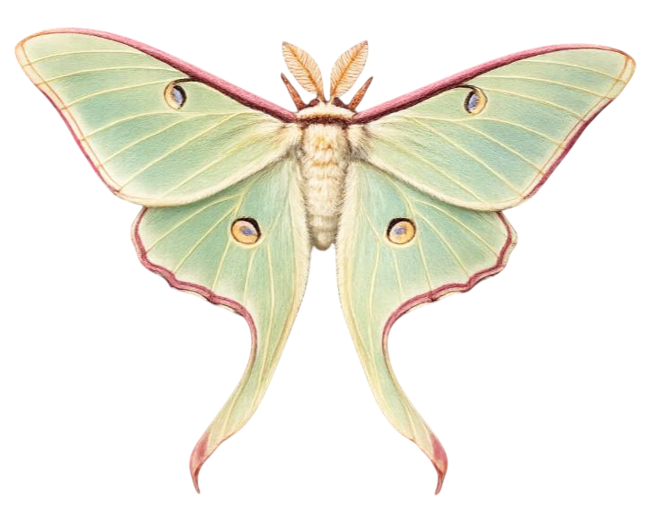 moth