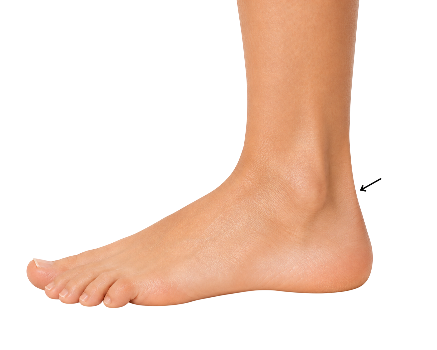 ankle