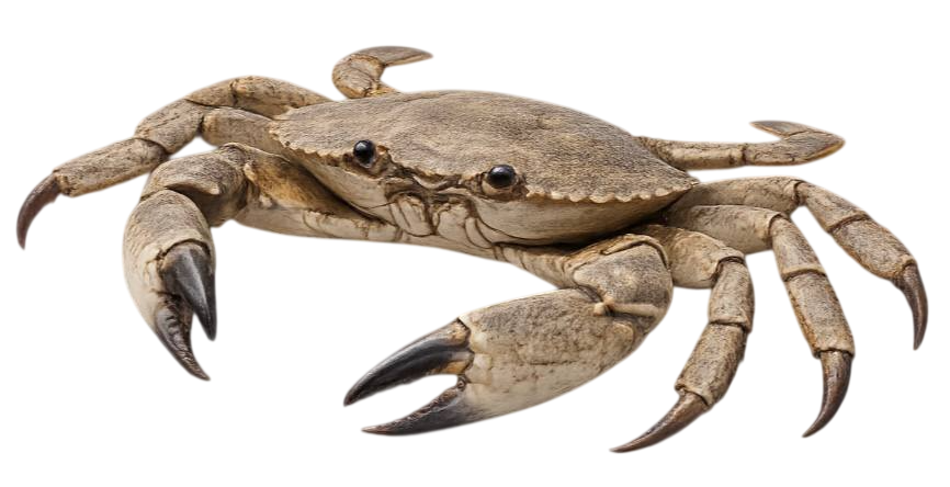 crab
