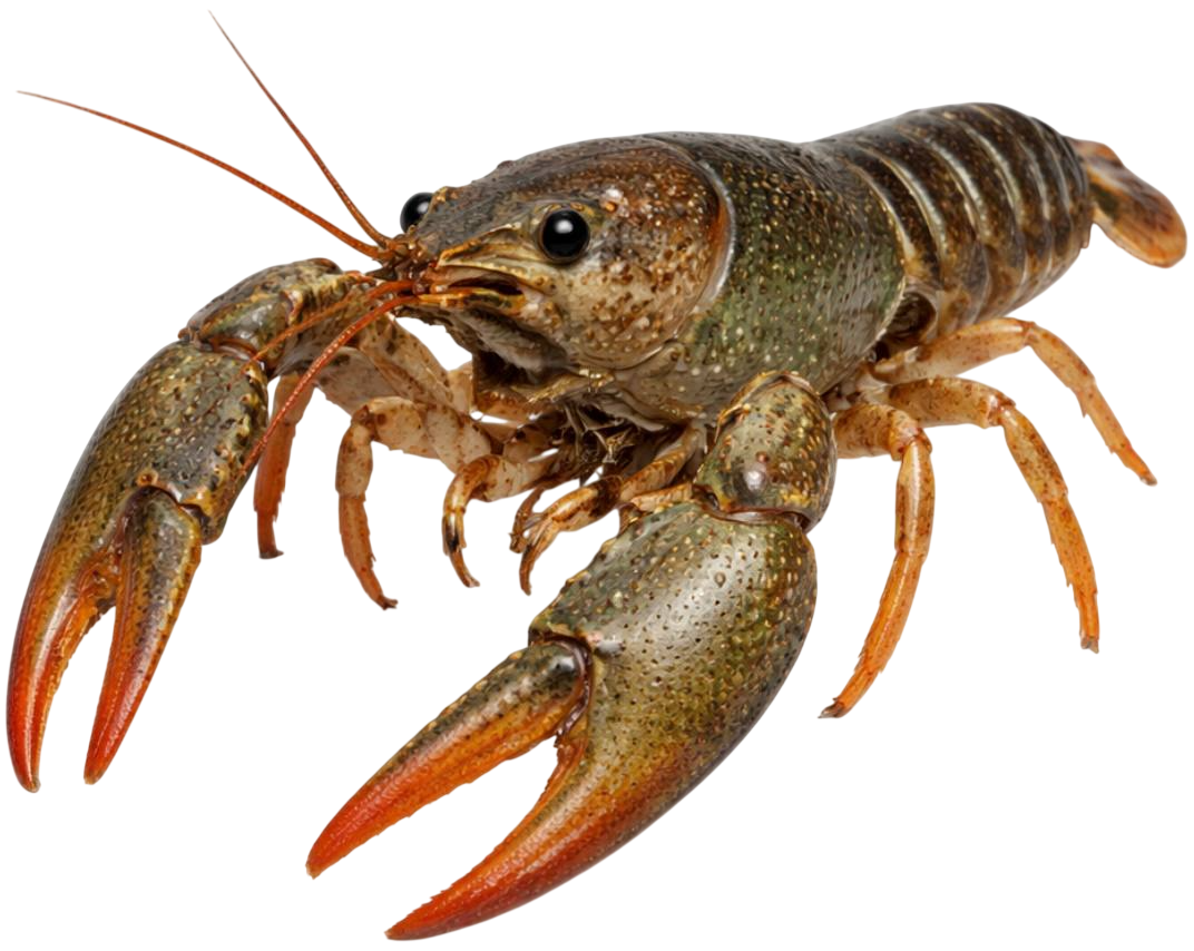 crayfish
