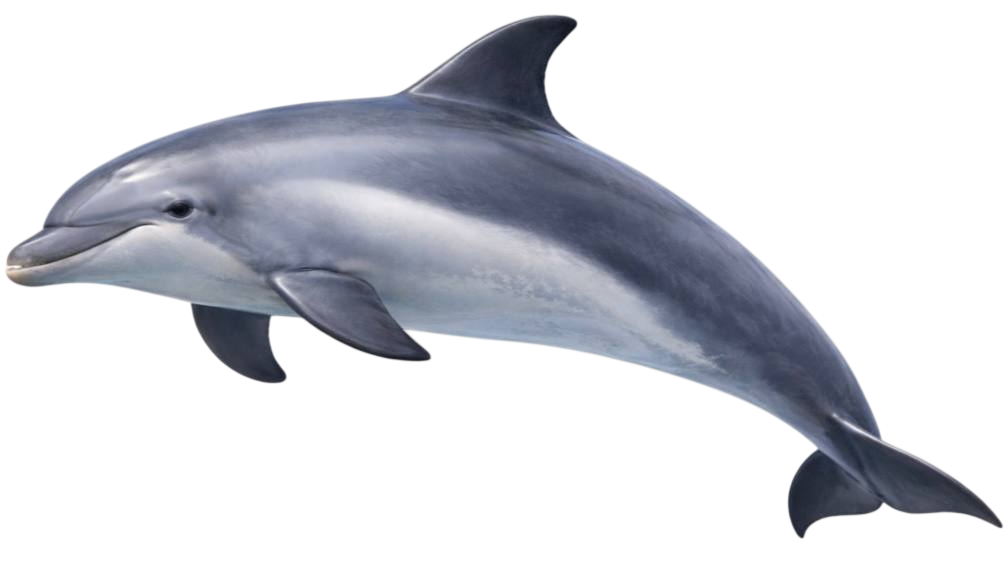 dolphin