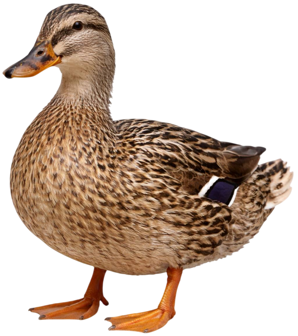 duck