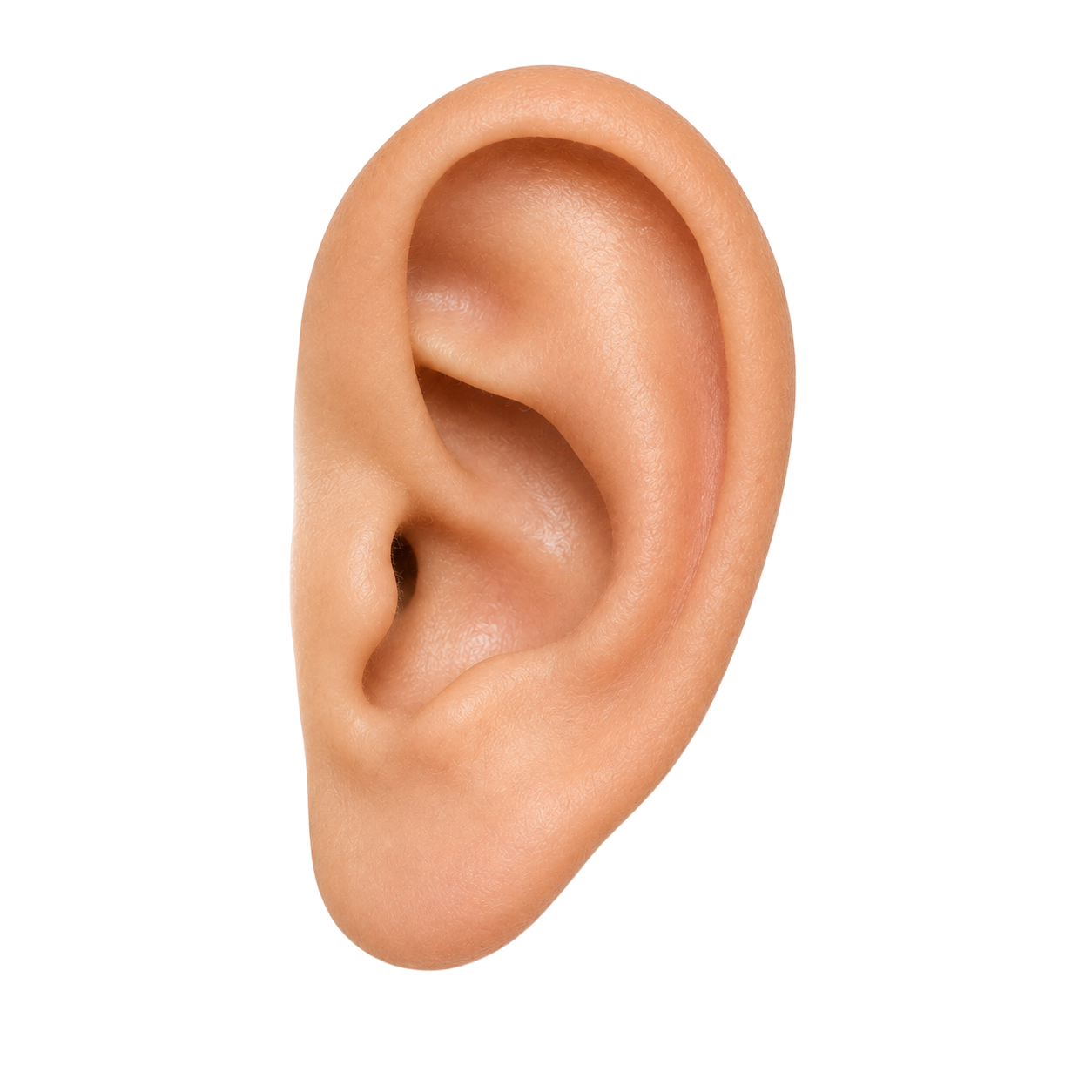 ear