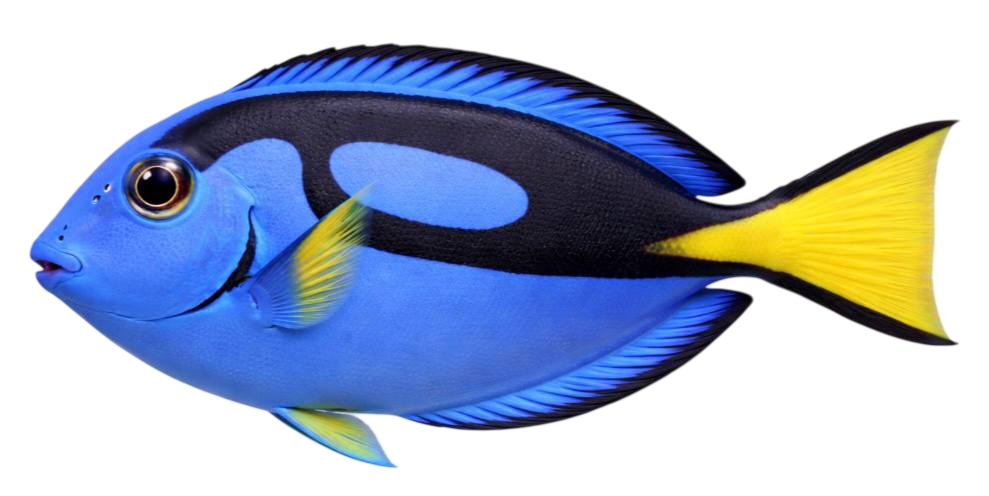 fish