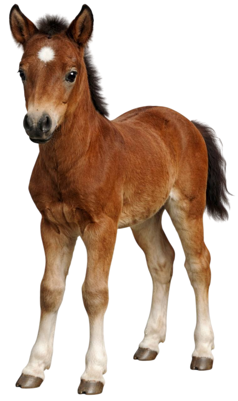 foal