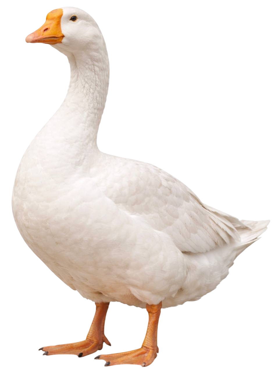 gander