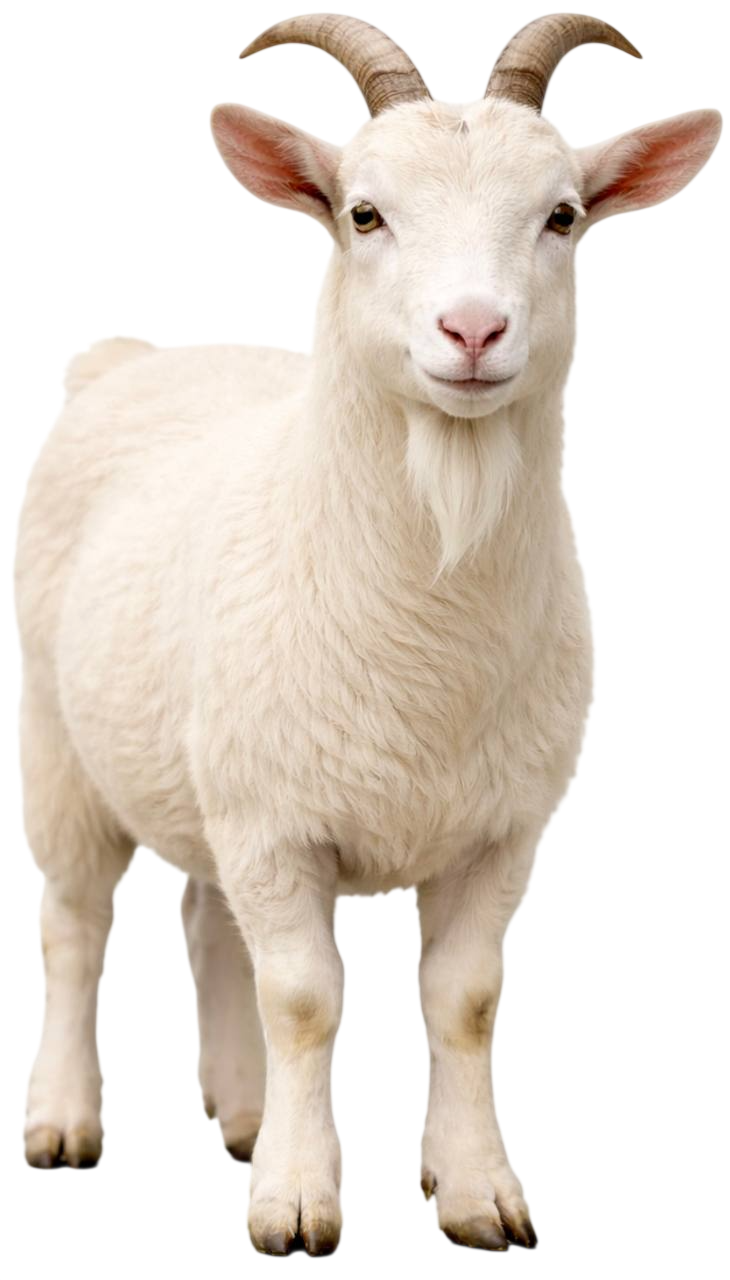 goat