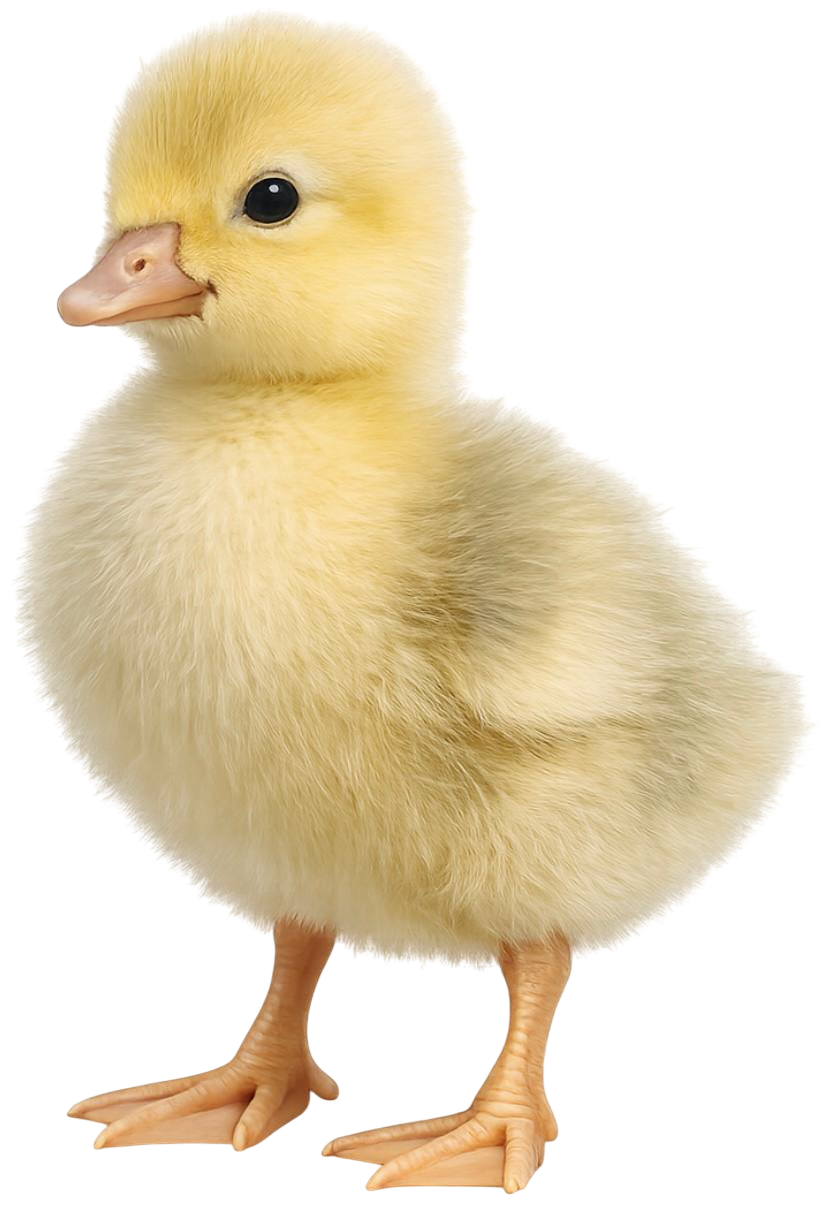 gosling