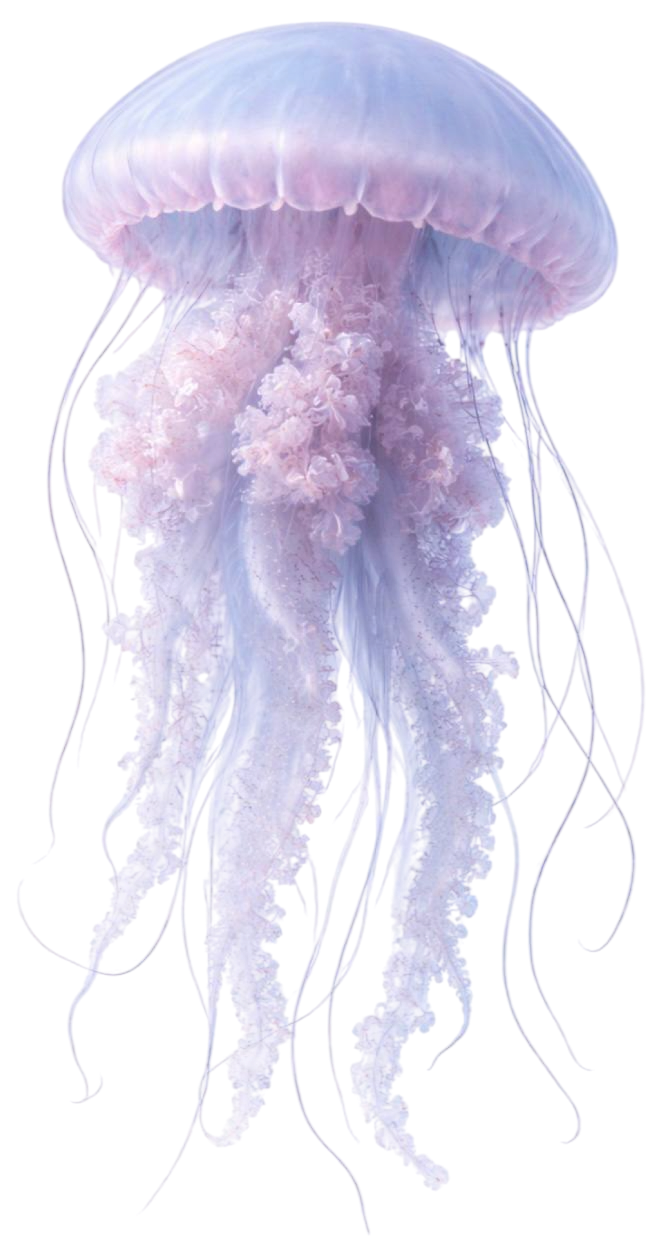 jellyfish