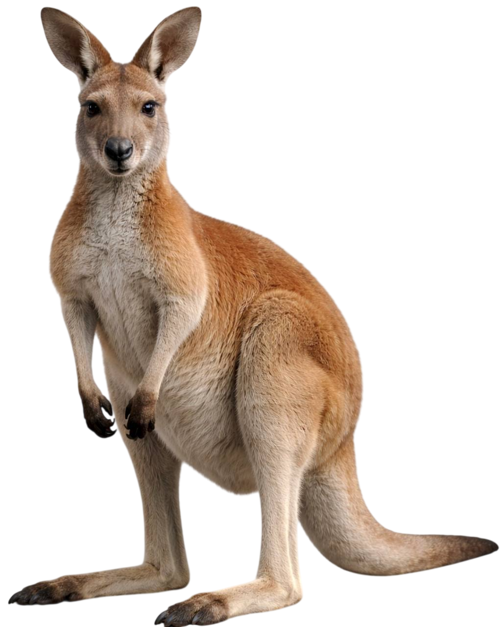 kangaroo