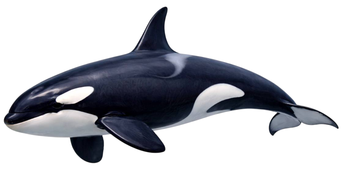 killer whale