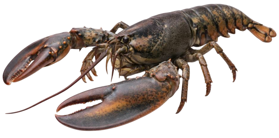 lobster