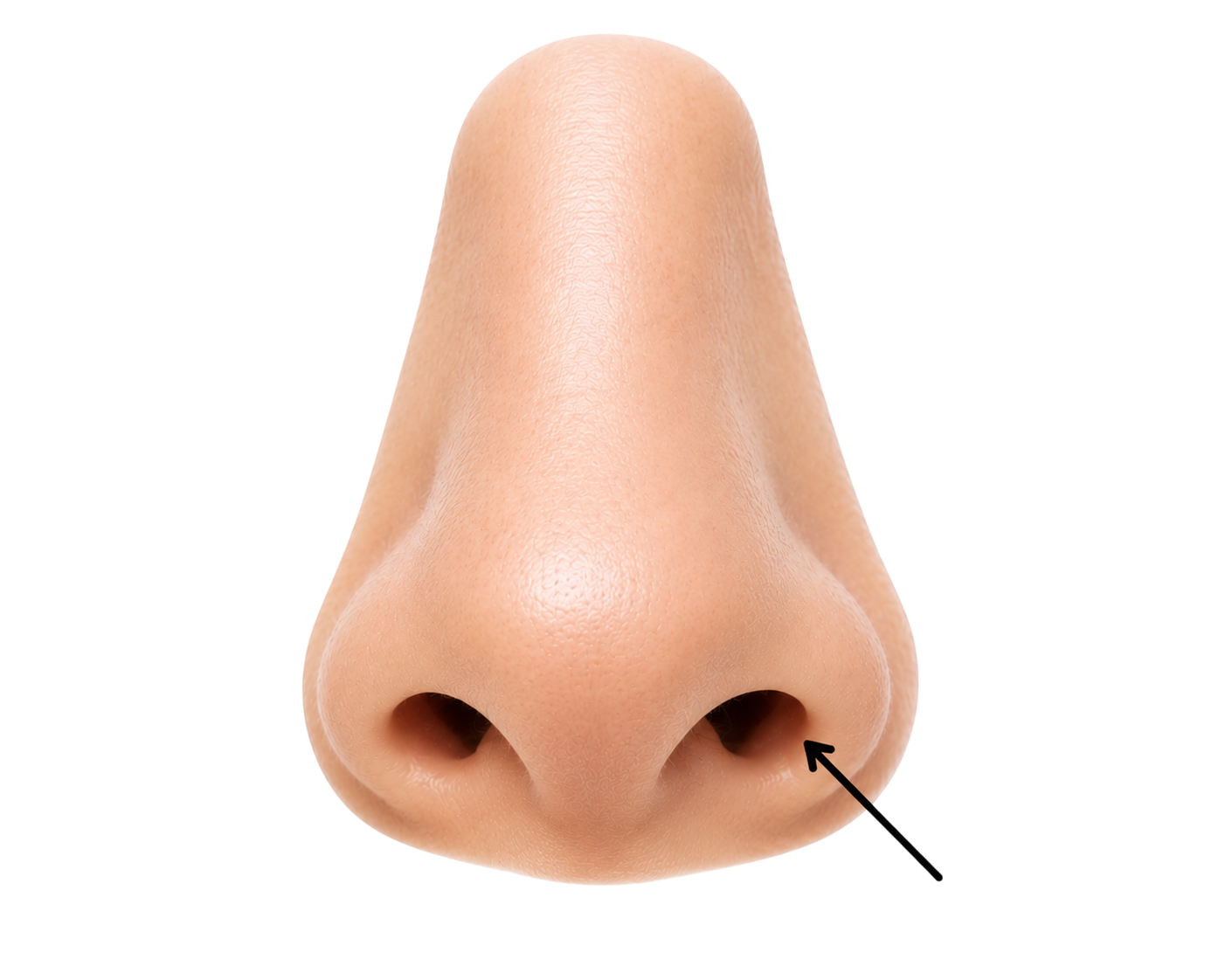 nostril