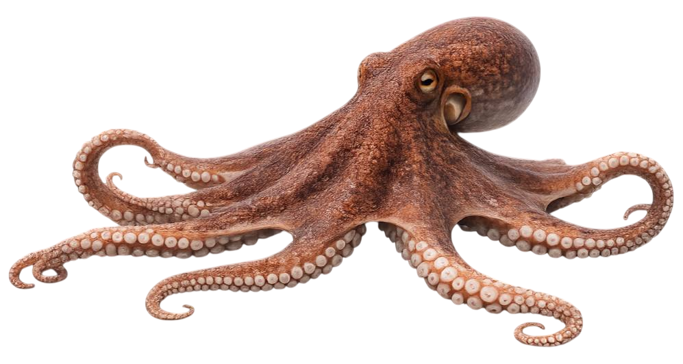 octopus