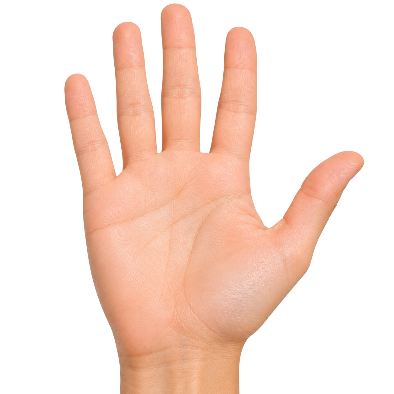 palm