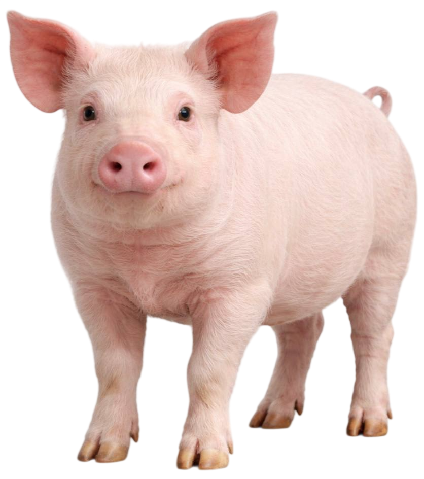 pig