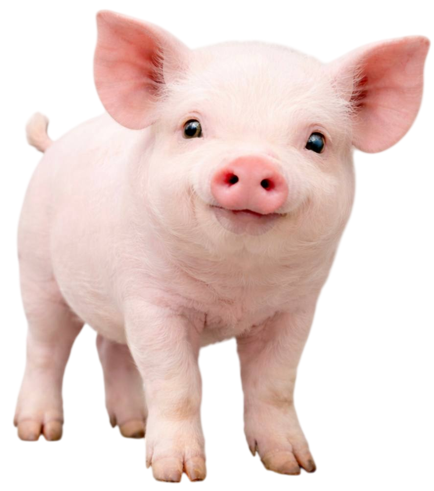 piglet
