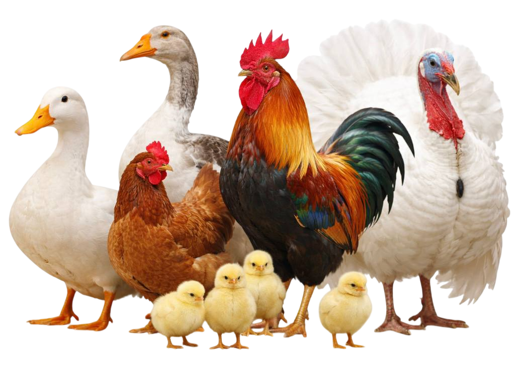 poultry