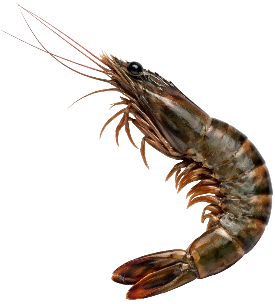 prawn