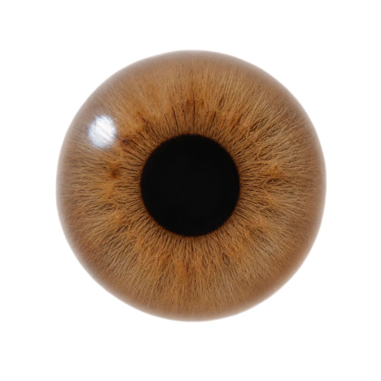 pupil