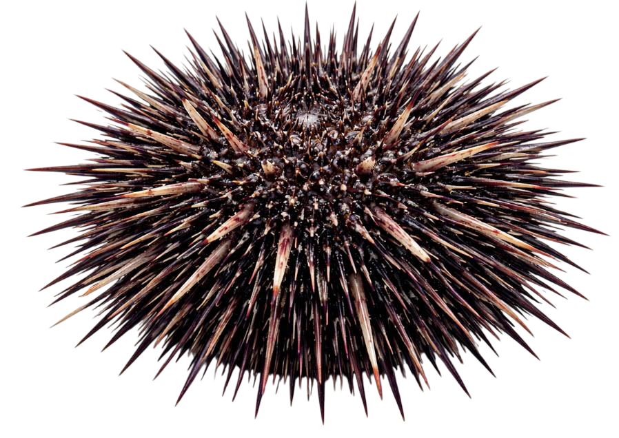 sea urchin