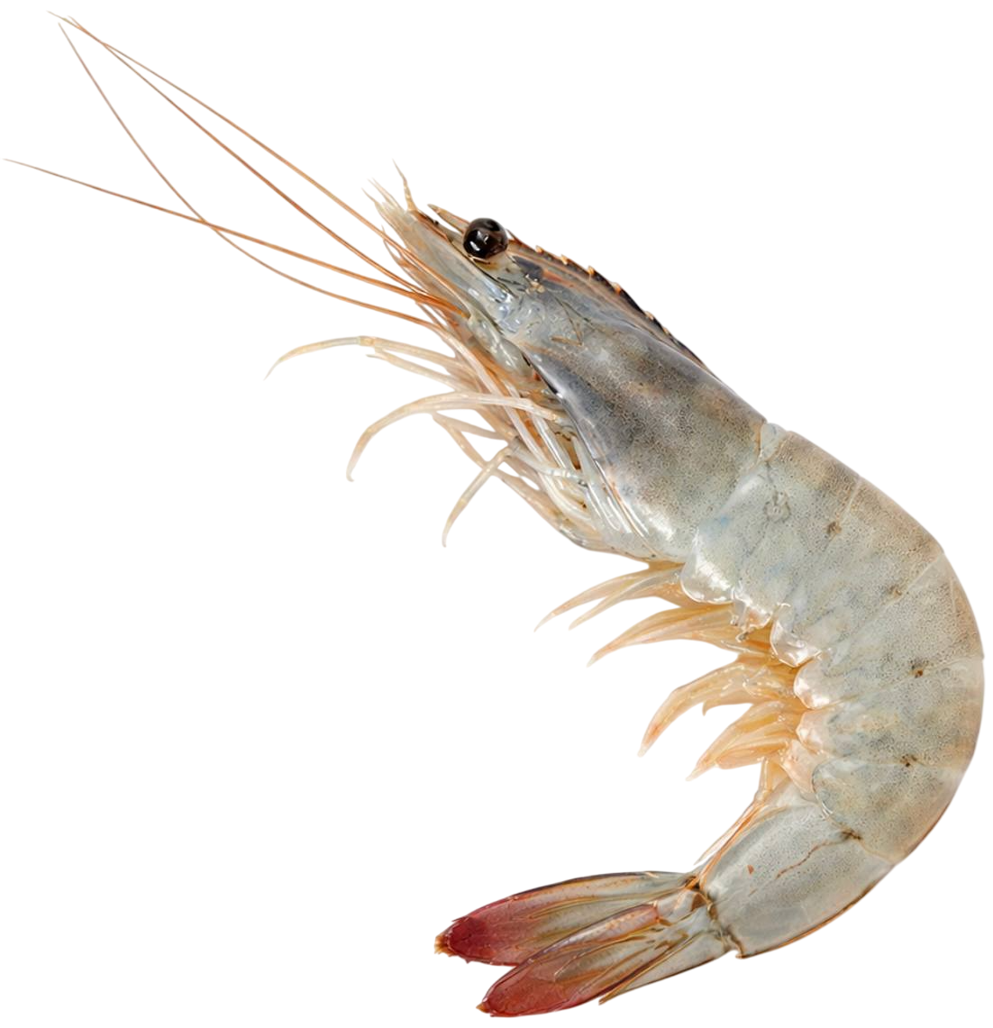shrimp