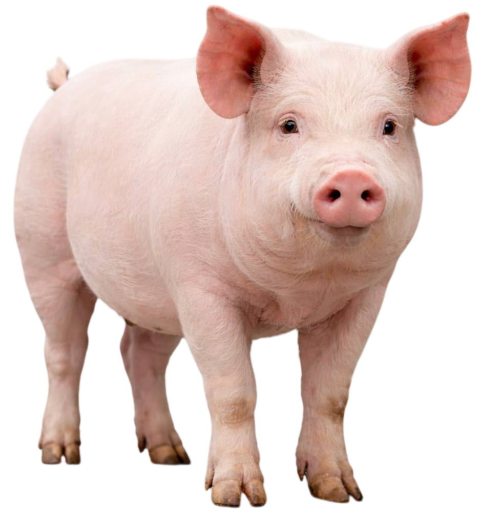 sow