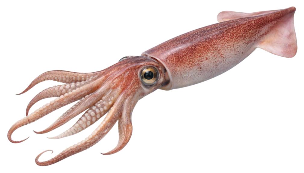 squid